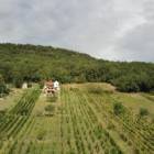 Anwesen mit Weinberg und Wohnhaus in Vinica / Slowakei, Vinica Slowakei