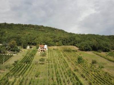 Anwesen mit Weinberg und Wohnhaus in Vinica / SK - Preissenkung, Vinica Slowakei